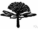 umbelliform - resembling or in the form of an umbel