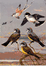 Tyrannus vociferans - a kingbird seen in the southwestern United States