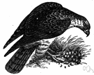 Pernis - a common European bird of prey