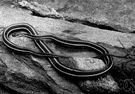 Thamnophis - garter snakes