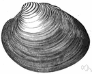 round clam - an edible American clam