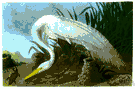 great white heron - widely distributed Old World white egret