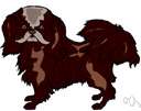 Japanese spaniel