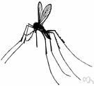 common mosquito - common house mosquito