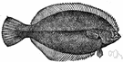 winter flounder - important American food fish in the winter