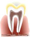 tooth root