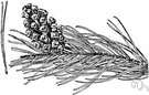 Pinus sylvestris - medium large two-needled pine of northern Europe and Asia having flaking red-brown bark