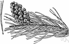 Scotch fir - medium large two-needled pine of northern Europe and Asia having flaking red-brown bark