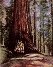 Sequoia gigantea - extremely lofty evergreen of southern end of western foothills of Sierra Nevada in California