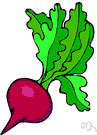 Beta vulgaris - biennial Eurasian plant usually having a swollen edible root