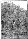 Saccharum officinarum - tall tropical southeast Asian grass having stout fibrous jointed stalks