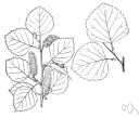 mountain birch - birch of western United States resembling the paper birch but having brownish bark