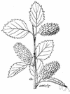 mountain birch - birch of western United States resembling the paper birch but having brownish bark
