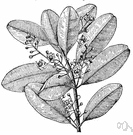 Calophyllum inophyllum - East Indian tree having racemes of fragrant white flowers