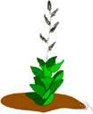 Veratrum