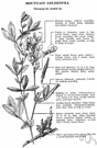 Thermopsis - genus of American and Asiatic showy rhizomatous herbs: bush peas