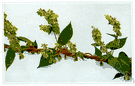 Fagopyrum esculentum - a member of the genus Fagopyrum
