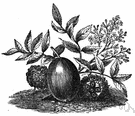 yellow mombin tree - tropical American tree having edible yellow fruit