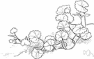 Glechoma - ground ivy