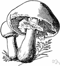 Agaricus arvensis - coarse edible mushroom with a hollow stem and a broad white cap
