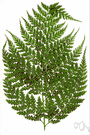 Culcita - includes some plants usually placed in e.g. genus Dicksonia: terrestrial ferns resembling bracken