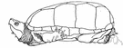 Kinosternon - type genus of the Kinosternidae