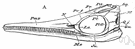 order Ichthyosauria - extinct marine reptiles: ichthyosaurs