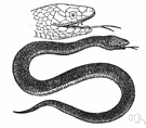 Acanthophis antarcticus - venomous Australian snake resembling an adder