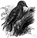 genus Picumnus - a genus of Picidae