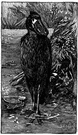 Balaeniceps rex - large stork-like bird of the valley of the White Nile with a broad bill suggesting a wooden shoe