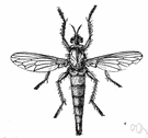 bee killer - swift predatory fly having a strong body like a bee with the proboscis hardened for sucking juices of other insects captured on the wing