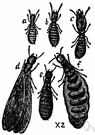 Reticulitermes lucifugus - destructive European termite