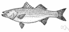 striper - marine food and game fish with dark longitudinal stripes