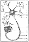 alpha-adrenergic receptor - receptors postulated to exist on nerve cell membranes of the sympathetic nervous system in order to explain the specificity of certain agents that affect only some sympathetic activities (such as vasoconstriction and relaxation of intestinal muscles and contraction of smooth muscles)