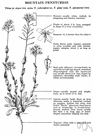 mithridate mustard - foetid Eurasian weed having round flat pods