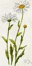 oxeye daisy - similar to oxeye daisy