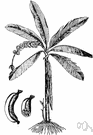 Manila hemp - Philippine banana tree having leafstalks that yield Manila hemp used for rope and paper etc