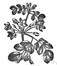 Guaiacum officinale - small evergreen tree of Caribbean and southern Central America to northern South America
