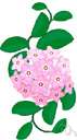 hoya - any plant of the genus Hoya having fleshy leaves and usually nectariferous flowers