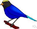 tanager