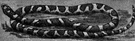 house snake - nonvenomous tan and brown king snake with an arrow-shaped occipital spot