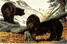 cinnamon bear - reddish-brown color phase of the American black bear