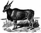 common eland - dark fawn-colored eland of southern and eastern Africa