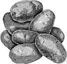 Irish potato - an edible tuber native to South America