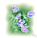 American pulsatilla - short hairy perennial with early spring blue-violet or lilac flowers