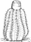 Melocactus - genus of strongly ribbed globose or spheroid cacti of tropical South and Central America and the Caribbean