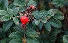 Zygocactus - small genus of Brazilian cacti having flat fleshy usually branched joints and showy red or pink flowers followed by red fleshy fruits