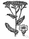 Achillea millefolium - ubiquitous strong-scented mat-forming Eurasian herb of wasteland, hedgerow or pasture having narrow serrate leaves and small usually white florets