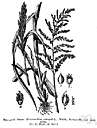 billion-dollar grass - coarse annual grass cultivated in Japan and southeastern Asia for its edible seeds and for forage