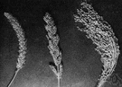 Japanese barnyard millet - coarse annual grass cultivated in Japan and southeastern Asia for its edible seeds and for forage
